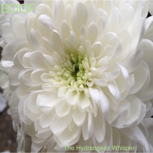 Boof - The Hydrangeas Whisper