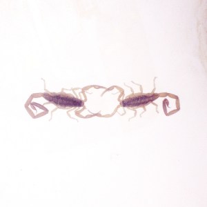 Cross Record - Wabi-Sabi